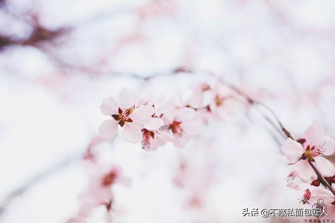 为什么烤出来的面包表皮会皱,面包表皮皱