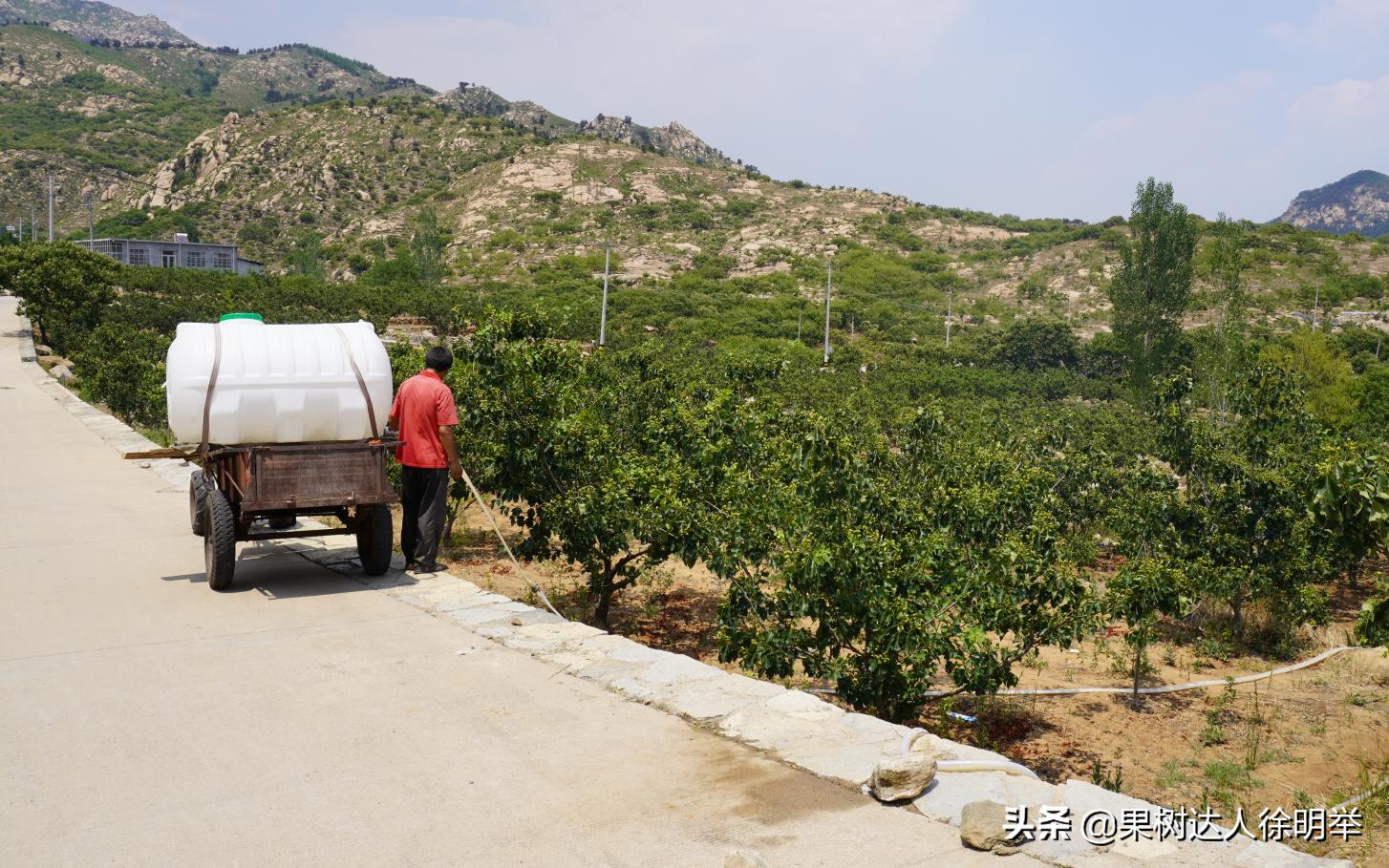 北旱南涝，同时也要预防旱涝急转，多雨季节果树管理怎管理