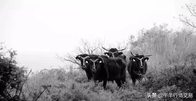牛常见品种有哪些,牛的品种介绍及图片