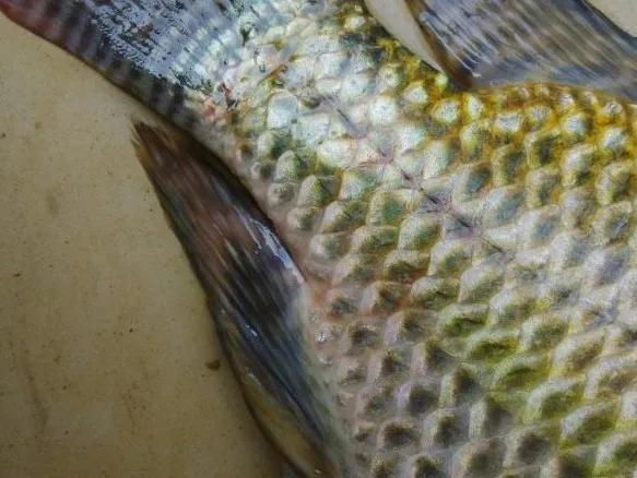 一线渔医良心分享！这份《江高区域全年病害防控指南》请收好