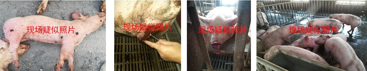 猪只出现呕吐现象，很担心是非洲猪瘟，难道中招了？