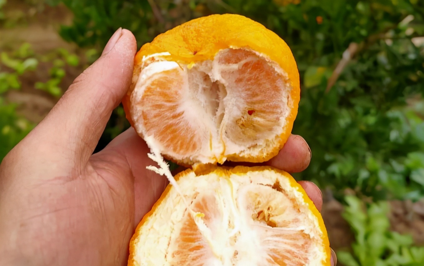 柑橘被虫害了怎么办,柑橘果实蝇危害