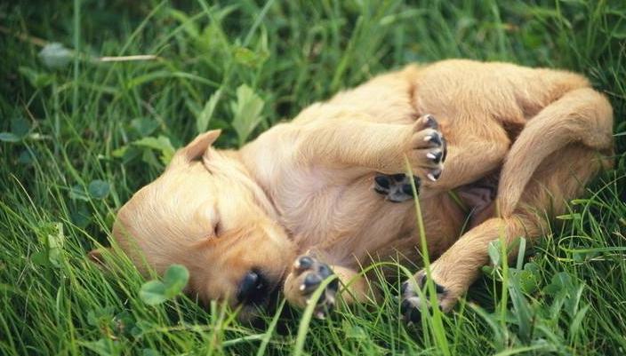 狗狗身上像头皮屑怎么回事,狗狗身上有好多皮屑老挠怎么回事