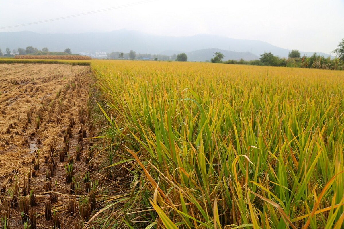 德州将实施370个市级以上重点项目,德州市260个项目名单