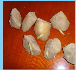 马铃薯免耕栽培技术视频,马铃薯高产栽培技术的参考文献