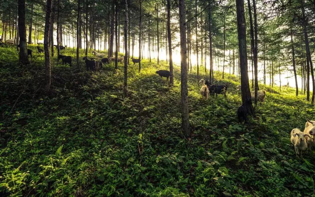 4天,在通江能做些什么?