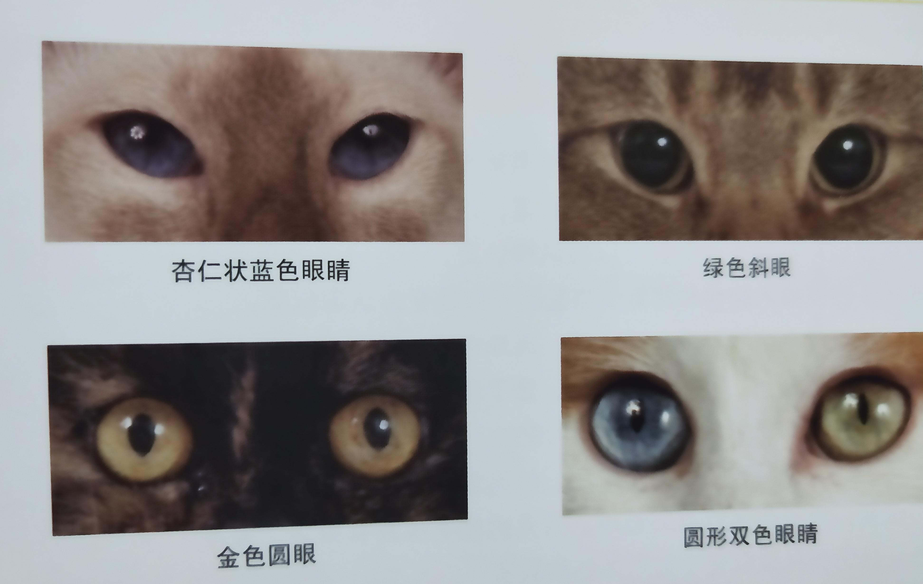 有些人家里养了非常多的猫咪,很多人都养猫咪的原因