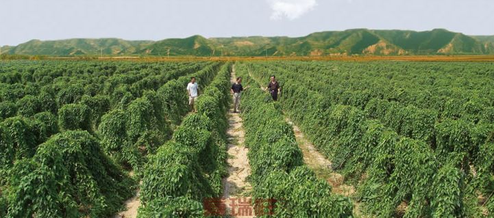 垆土铁棍山药乃山药之王,垆土山药和铁棍山药有什么区别