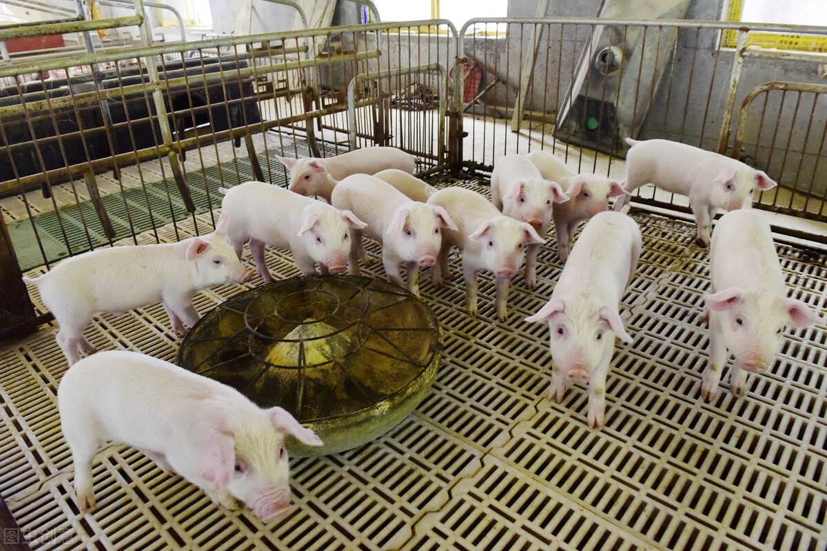 猪混圈如何避免打架,猪打架了该怎么办