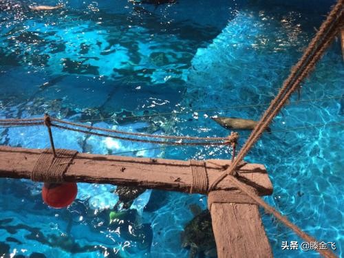 青岛极地海洋和海底世界哪个更好,青岛极地海洋和海底世界哪个好玩