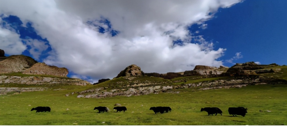 净土天峻,净土天峻高原牧场图片