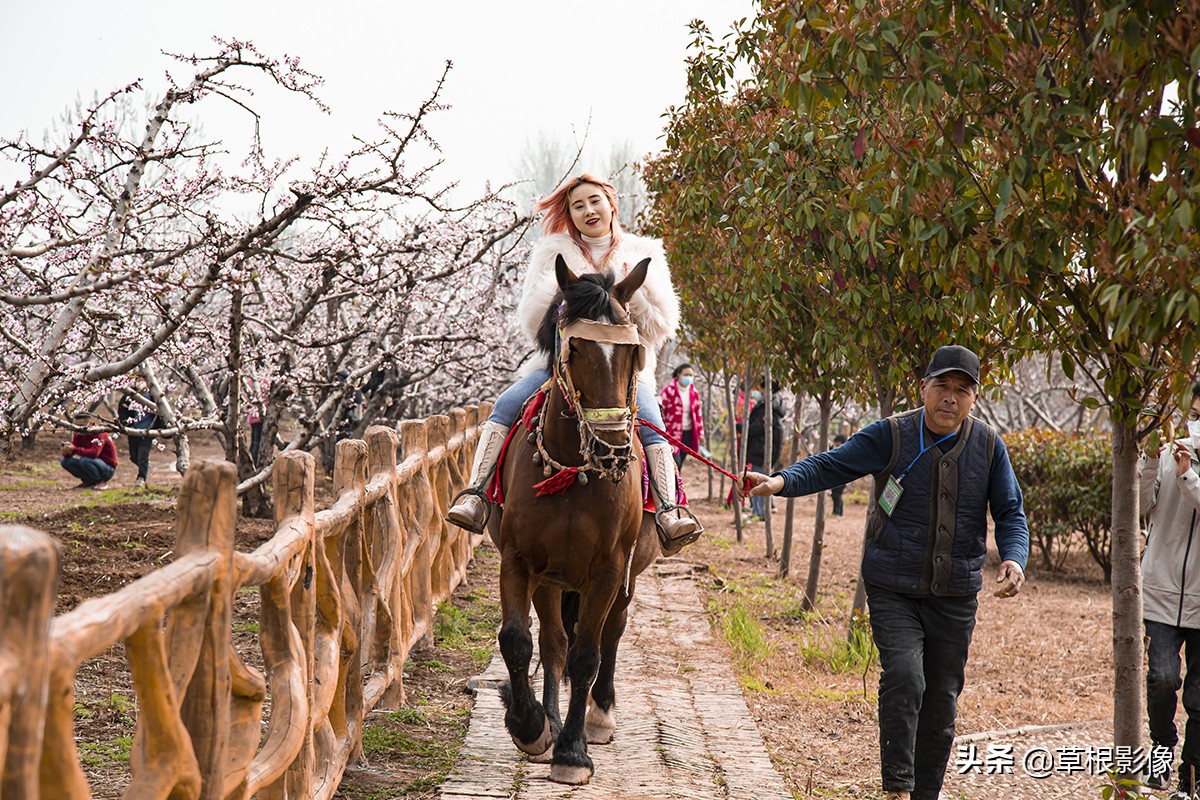 农村大叔擅长养马，靠头脑灵活补贴家用，挣钱方式多样