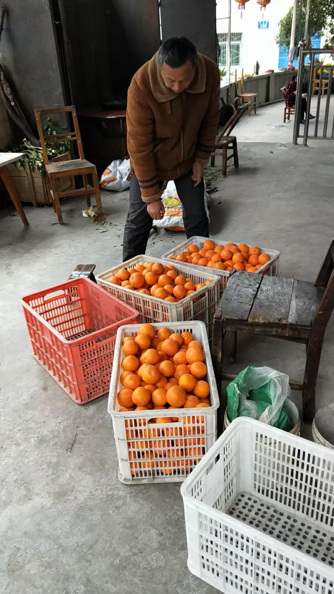 湖北秭归脐橙跟江西甜橙哪个好吃,秭归伦晚脐橙新鲜甜橙9斤