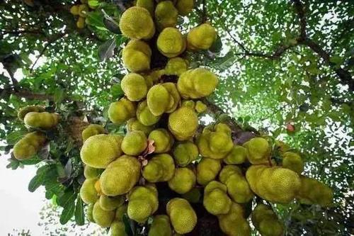 亩产过万的水果种植品种,种植水果亩产量高