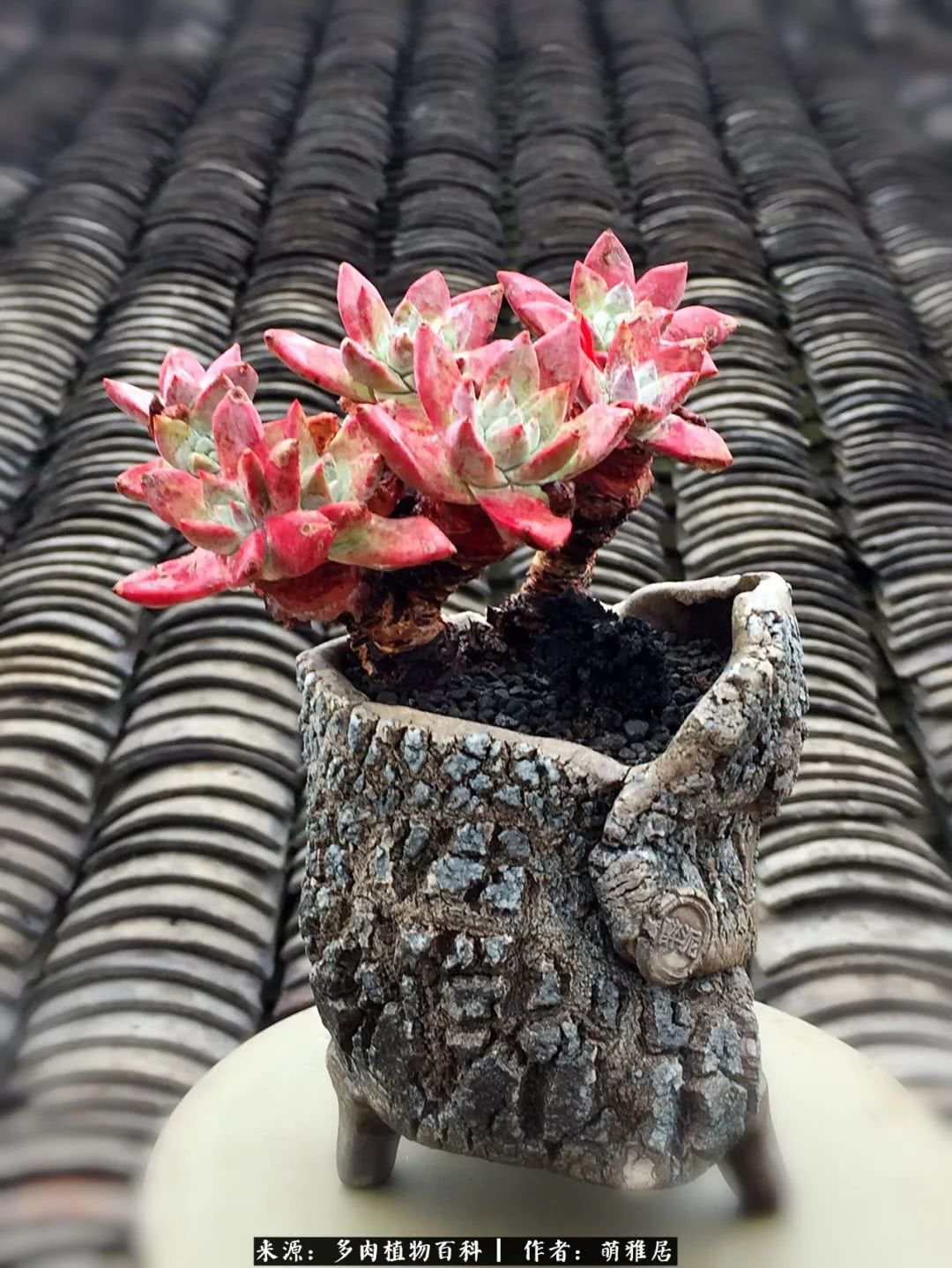 鍒濆啲鏆栭槼鍥寸倝鐓尪,鍐洦鍝佽尪