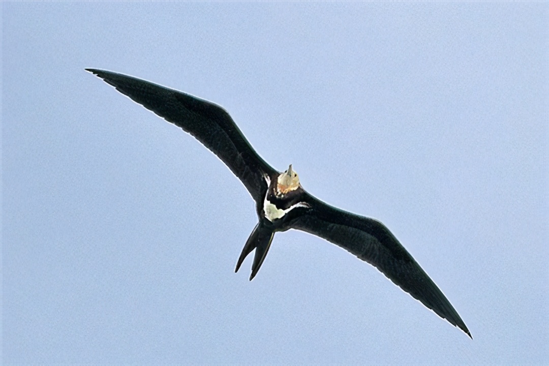 马斯克15年内培育出恐龙,埃隆马斯克复活恐龙计划