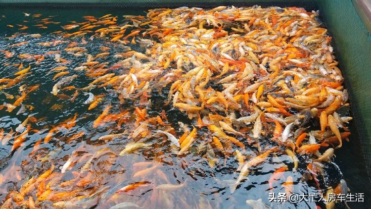 浙江千岛湖月光岛,千岛湖月光岛白天游玩攻略