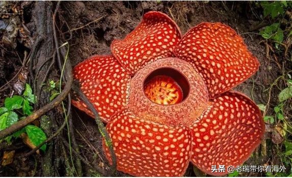 那些你不知道的关于“马币”背后的故事