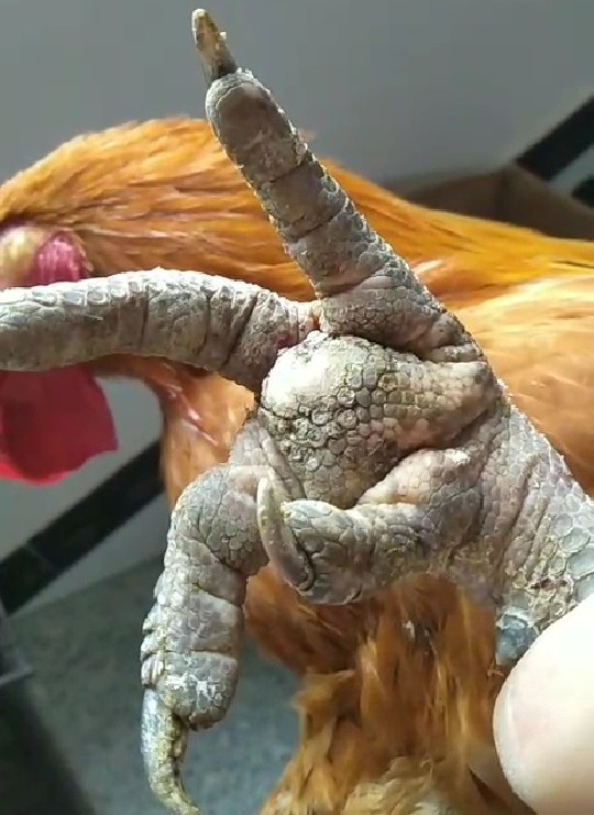 鸡葡萄球菌病治疗用药方案,鸡葡萄球菌病的病型有哪些