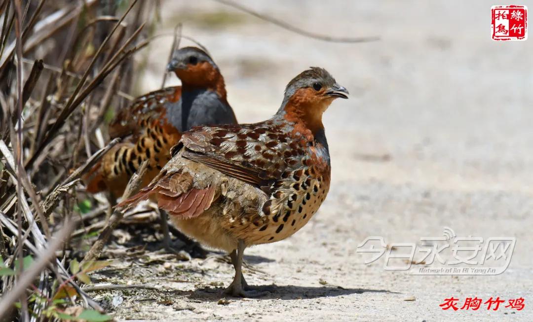 中国绿都最氧三明泰宁丹霞,中国绿都泰宁最氧三明