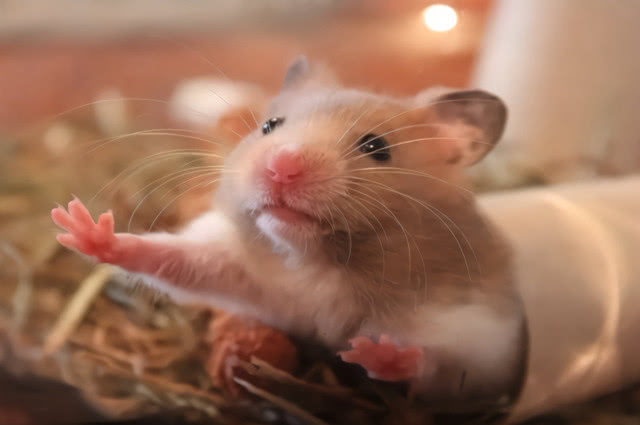 仓鼠笼怎么防臭,仓鼠笼放什么可以除臭