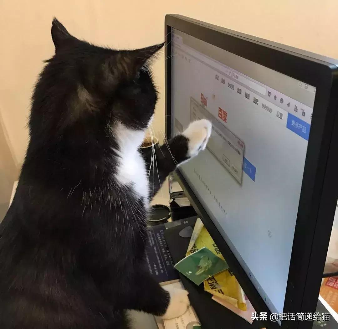 猫故事全集,猫故事小说