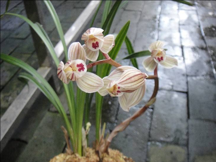 荷之冠历史,荷之冠形状特征