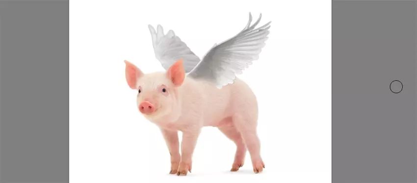 ps花仙子合成教程,ps合成狗狗教程