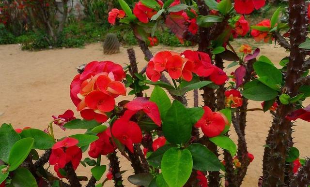 养虎刺梅的寓意,养虎刺梅易犯鼻炎吗