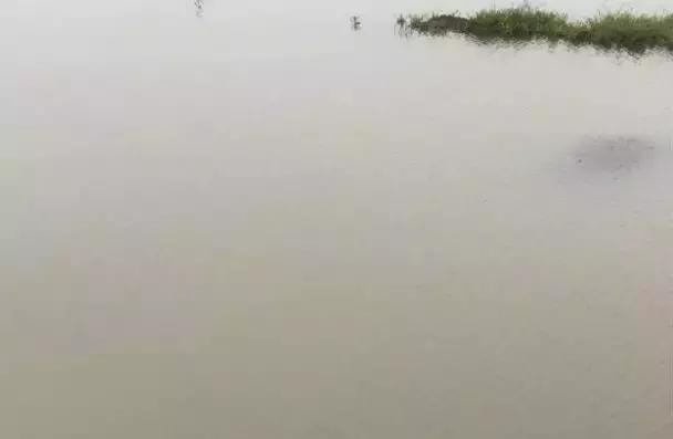 水产有机质过多有什么危害,养殖场有机质多怎么办