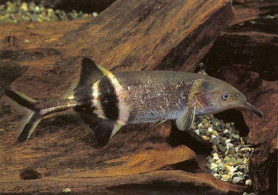 冷门热带小型观赏鱼,简单好养的观赏鱼都有哪些