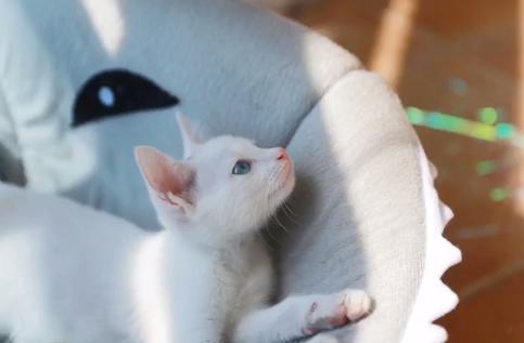 流浪猫被救助后特别黏主人,流浪猫粘鼠板救助