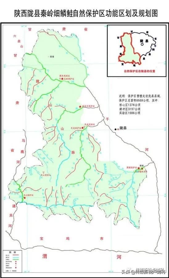 秦岭细鳞鲑科普,秦岭细鳞鲑百科介绍