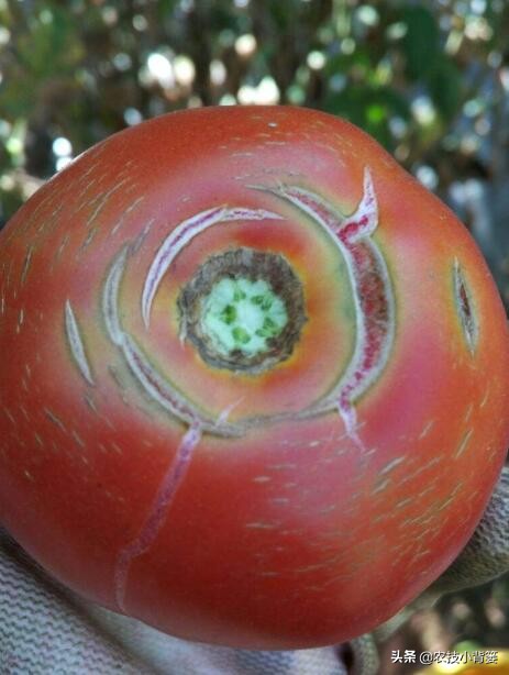 番茄膨果期出现裂纹、开裂等裂果现象，原因不一定都是因为缺钙！