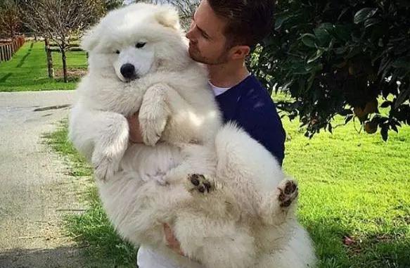 萨摩耶有体臭吗,萨摩耶犬体臭重吗