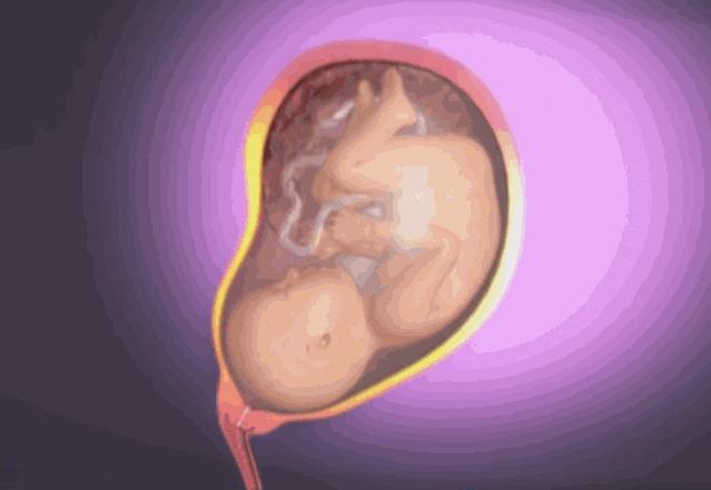 3D实图还原女性分娩全过程，没有一个妈妈能笑着看完
