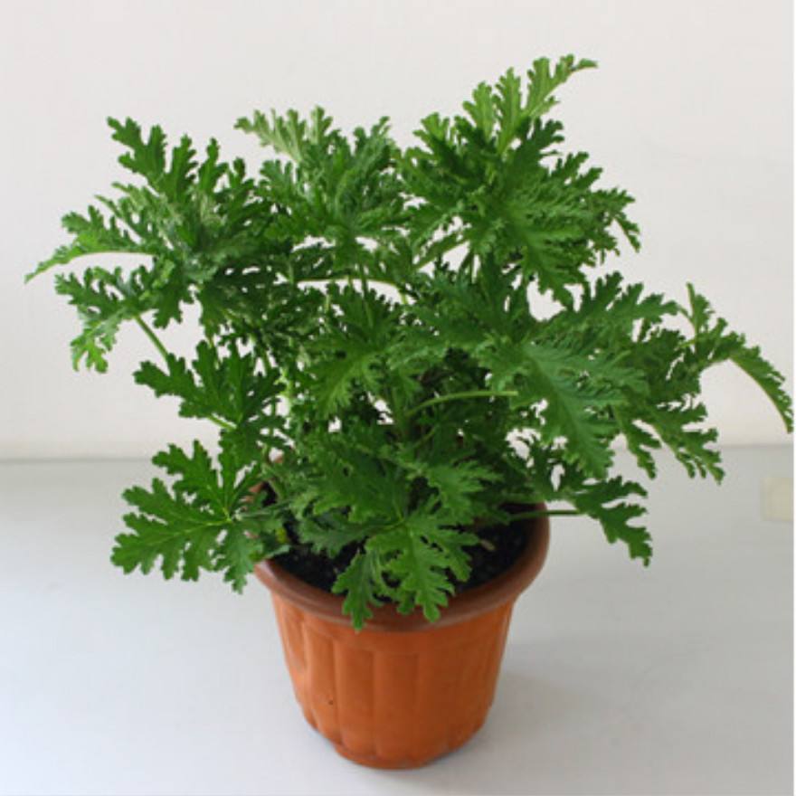 5月蚊虫多,咱可不要怕,卧室摆上几盆花,蚊虫问题轻松解决!