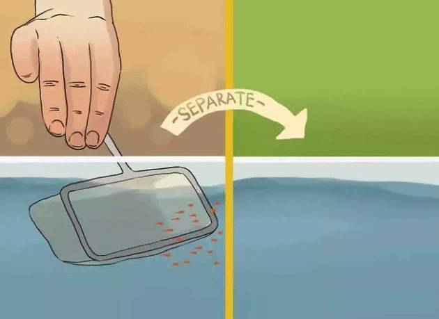 怎么判断鱼怀孕还是腹水,鱼肚子大了怎么判断怀孕