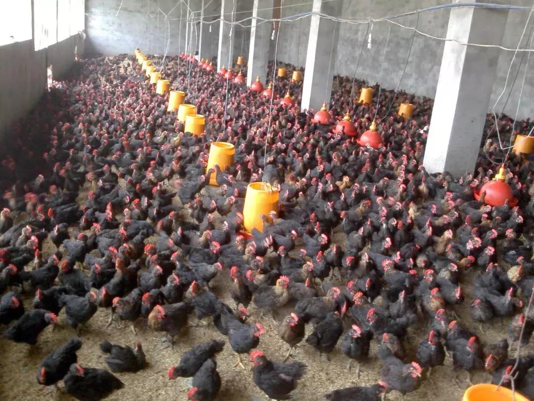 儿童鸡痘初期症状,人传染了鸡痘会有什么症状