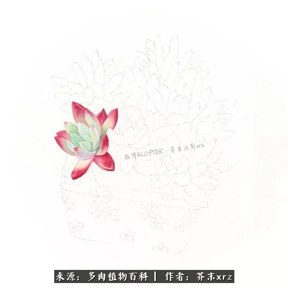 那个爱画多肉的小姑娘带着她的心头肉又来啦!