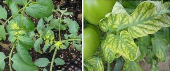 作物发生药害后怎么补救,作物发生药害了怎么办