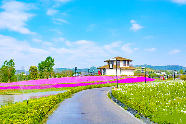 河北芝樱丛生福禄考种植基地,上海芝樱丛生福禄考报价