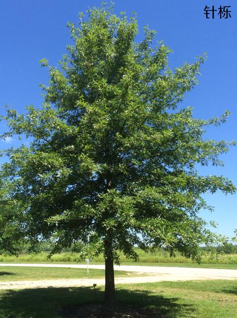 最有发展前景的绿化苗木品种,10种观赏性比较高的造型苗木推荐