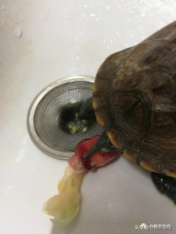 龟脱肛的原因和治疗方法,小青龟脱肛