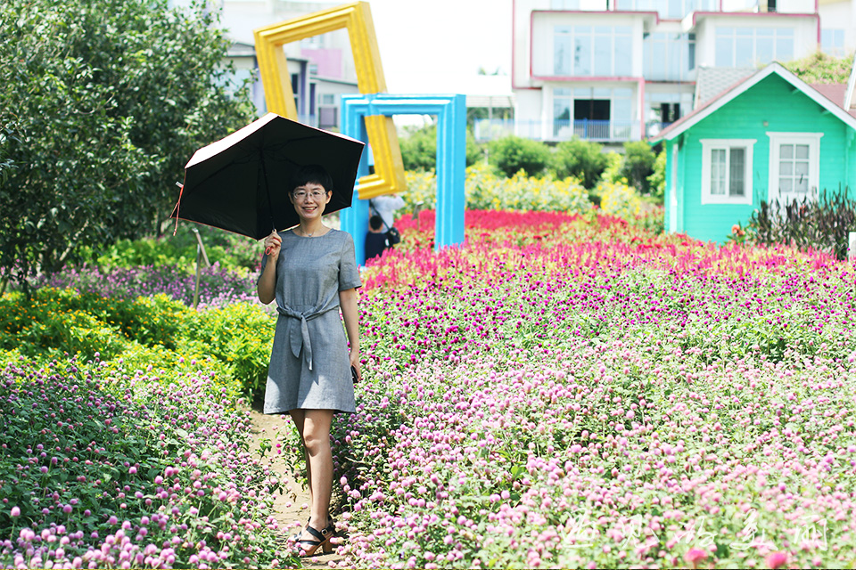 百万葵园有多坑,百万葵园免门票