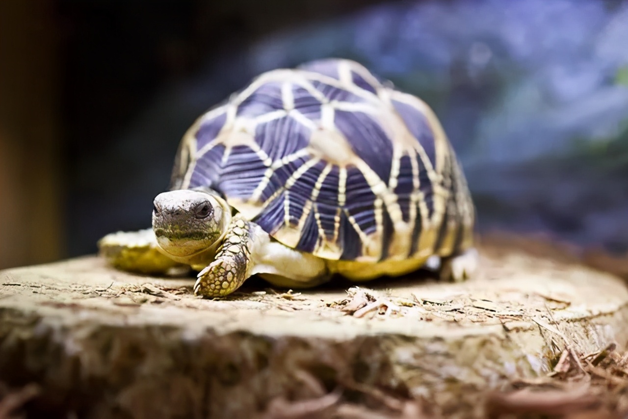 各种龟类图片大全大图,龟类展示会