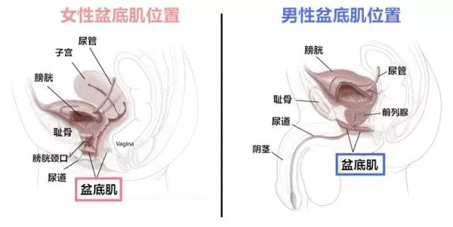 笑会流尿出来是什么原因,笑尿了正常吗健康科普