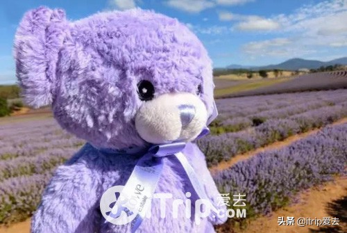 塔斯马尼亚一日游攻略,塔斯马尼亚攻略