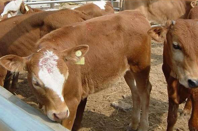 农民搞养殖创业该养殖什么挣钱呢,返乡创业养殖什么最赚钱