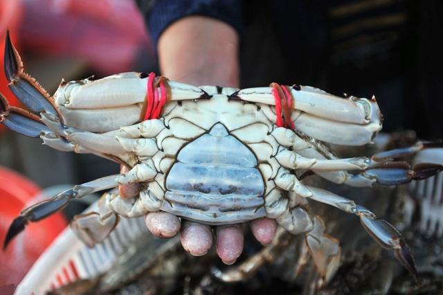 教您几招挑选螃蟹的妙招,如何挑选螃蟹的正确方法